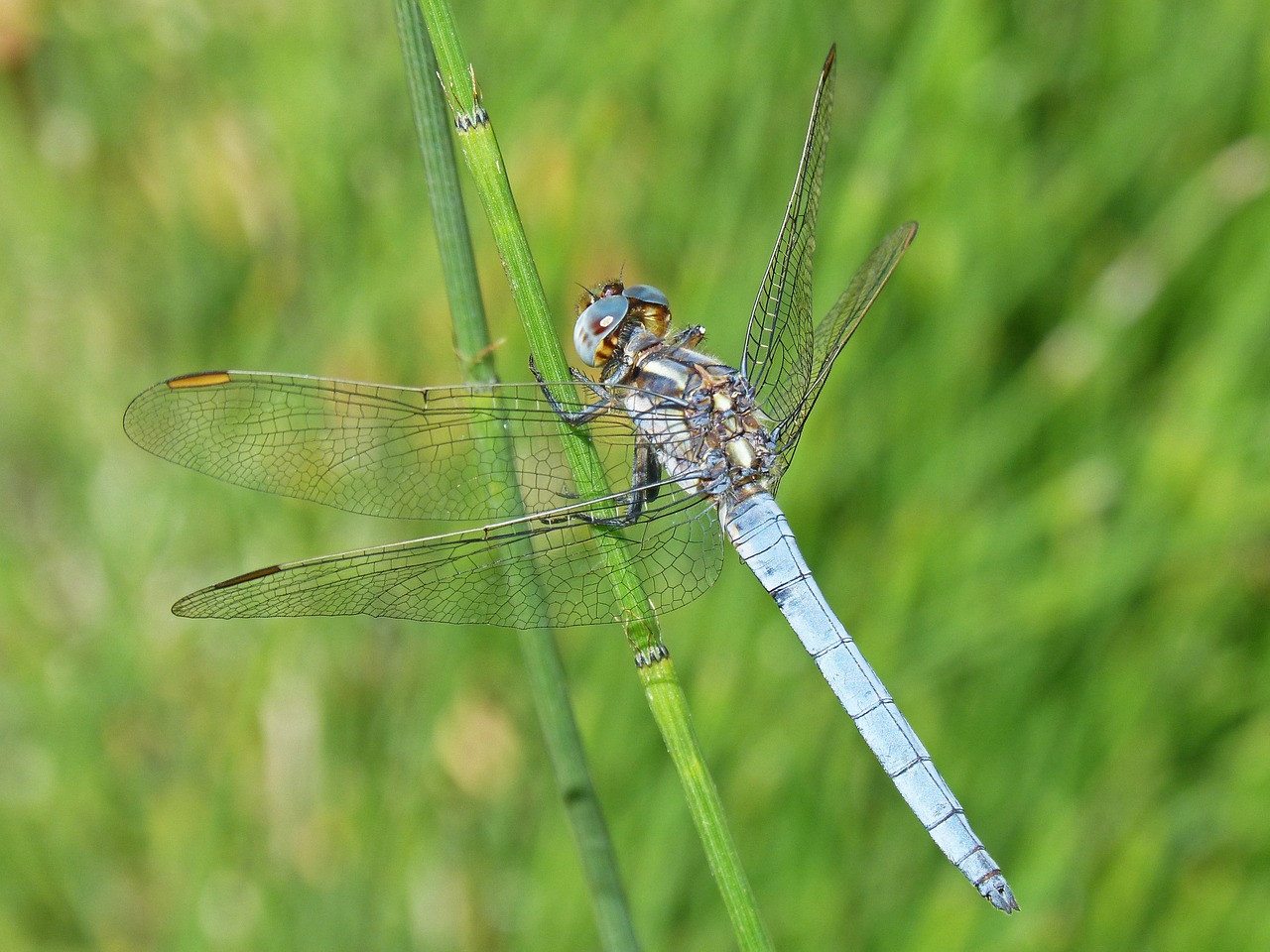 Lazda, Mėlyna Lazdele, Stiebas, Pelkė, Orthetrum Cancellatum, Nemokamos Nuotraukos,  Nemokama Licenzija