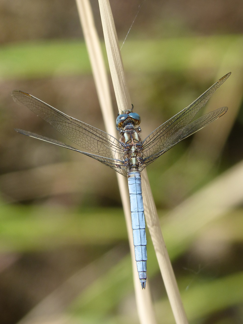 Lazda, Mėlyna Lazdele, Lapai, Pelkė, Orthetrum Cancellatum, Nemokamos Nuotraukos,  Nemokama Licenzija