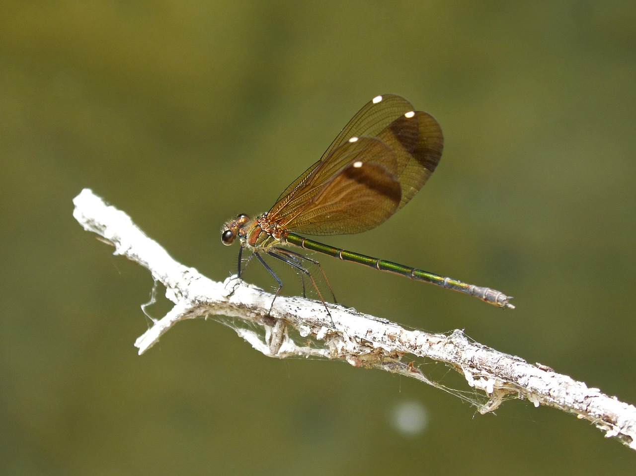 Lazda, Juoda Lazdele, Permatomi Sparnai, Calopteryx Haemorrhoidalis, Vaivorykštinis, Filialas, Pelkė, Nemokamos Nuotraukos,  Nemokama Licenzija