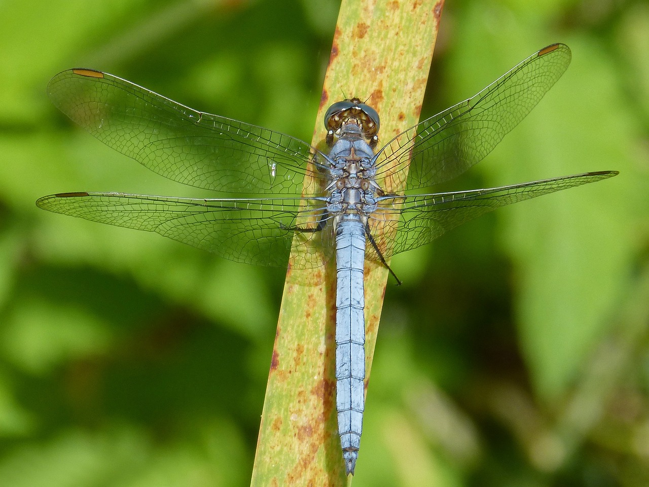 Lazda, Mėlyna Lazdele, Lapai, Pelkė, Orthetrum Cancellatum, Nemokamos Nuotraukos,  Nemokama Licenzija