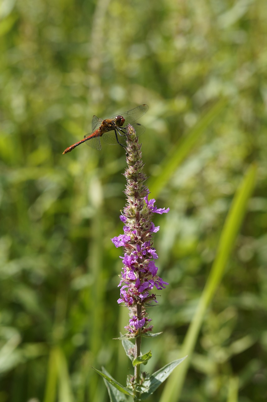 Lazda, Raudona Lazda, Raudona, Skrydžio Vabzdys, Vabzdys, Šlapynes, Flora, Fauna, Šalia Vandens, Bankas