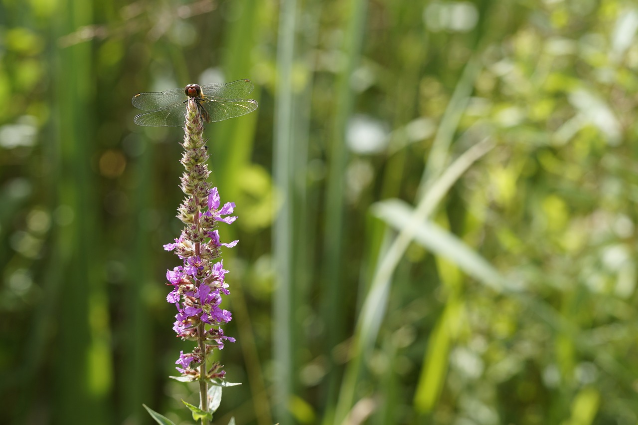 Lazda, Raudona Lazda, Raudona, Skrydžio Vabzdys, Vabzdys, Šlapynes, Flora, Fauna, Šalia Vandens, Bankas