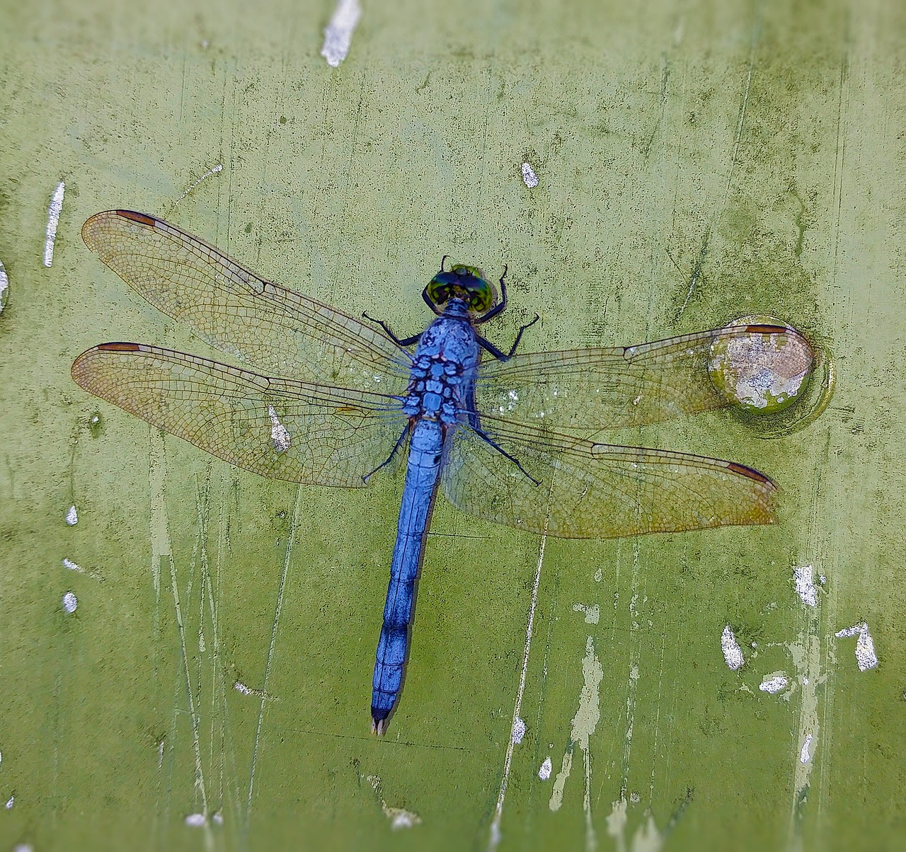 Lazda, Mėlynas, Vabzdys, Sparnai, Klaida, Lazdelės, Gamta, Gyvūnas, Laukinė Gamta, Odonata