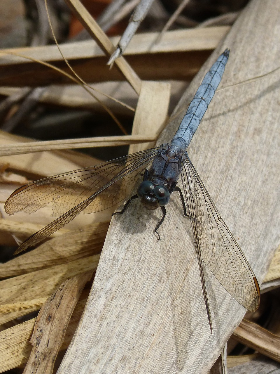 Lazda, Mėlyna Lazdele, Orthetrum Cancellatum, Amerikietiškas Cukranendres, Lapai, Nemokamos Nuotraukos,  Nemokama Licenzija