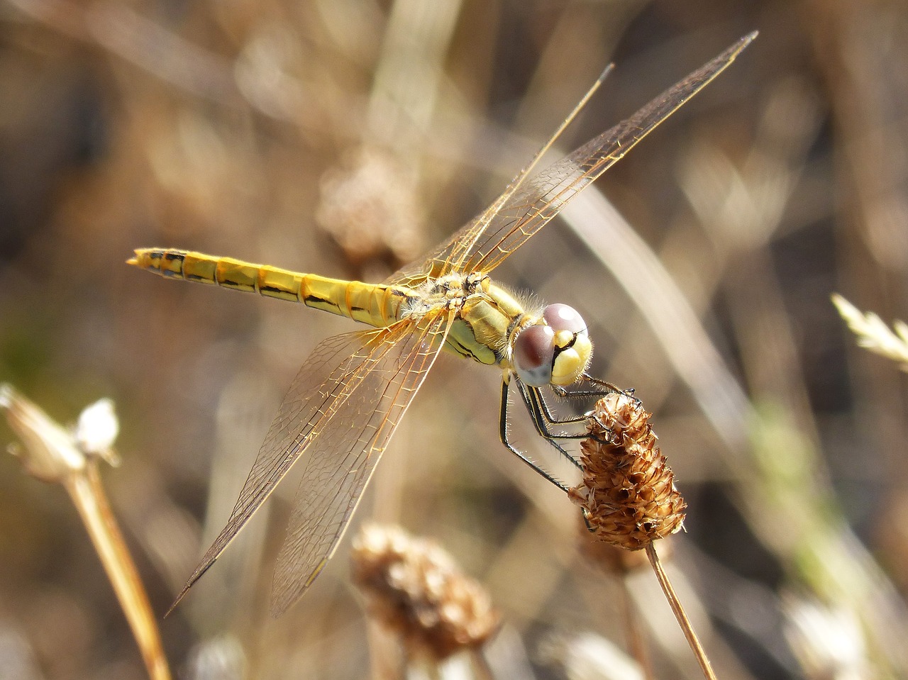 Lazda, Geltona Lazdele, Cordulegaster Boltonii, Filialas, Stiebas, Nemokamos Nuotraukos,  Nemokama Licenzija