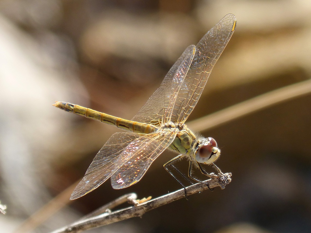 Lazda, Vaivorykštinis, Permatomi Sparnai, Filialas, Onychogomphus Costae, Nemokamos Nuotraukos,  Nemokama Licenzija