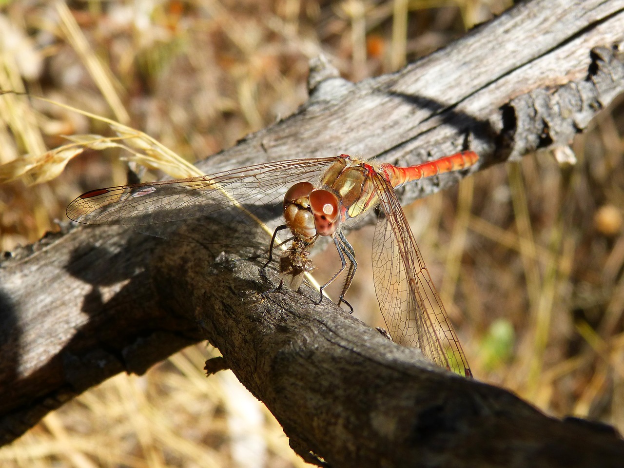 Lazda, Sparnuotas Vabzdys, Filialas, Simpetrum Striolatum, Laumžirgis Valgydamas Melą, Nemokamos Nuotraukos,  Nemokama Licenzija