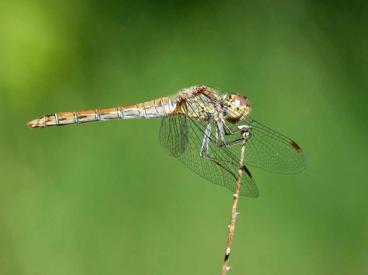 Lazda, Odonato, Išsamiai, Sparnuotas Vabzdys, Žalias Fonas, Onychogomphus Costae, Nemokamos Nuotraukos,  Nemokama Licenzija