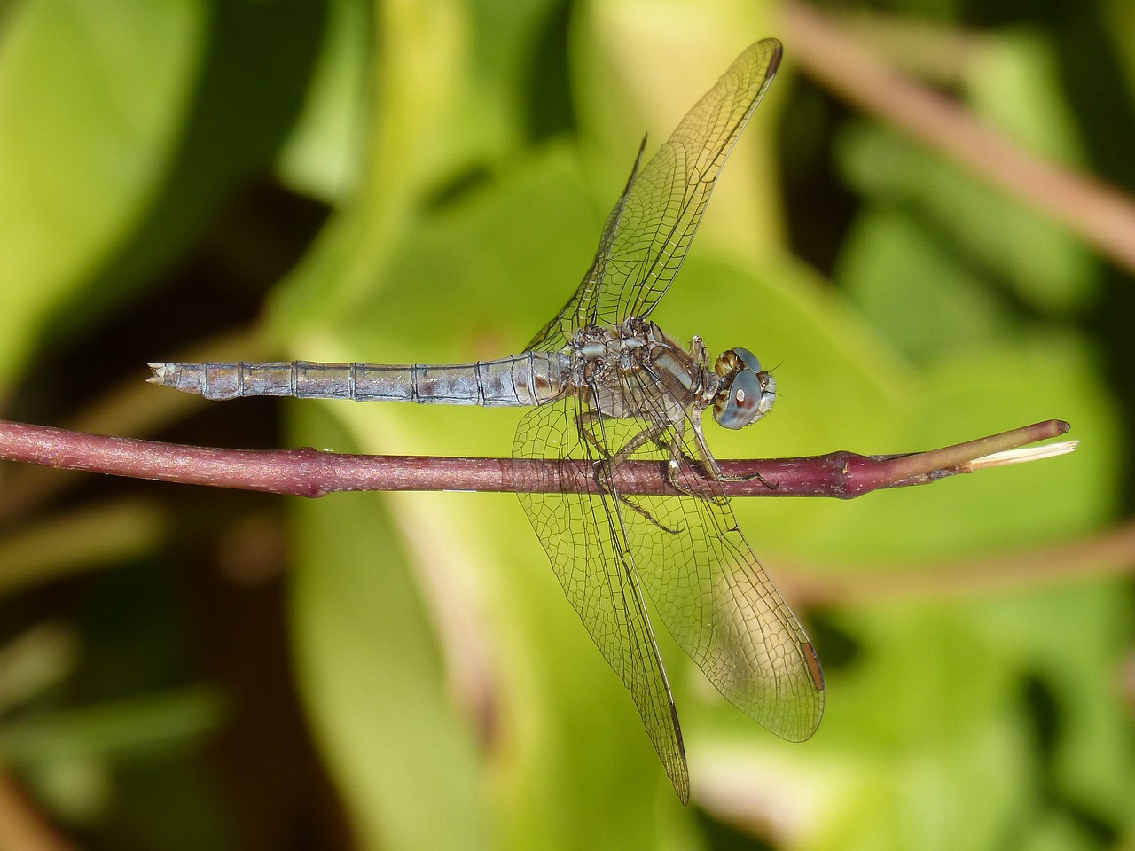 Lazda, Mėlyna Lazdele, Orthetrum Brunneum, Sparnuotas Vabzdys, Filialas, Nemokamos Nuotraukos,  Nemokama Licenzija