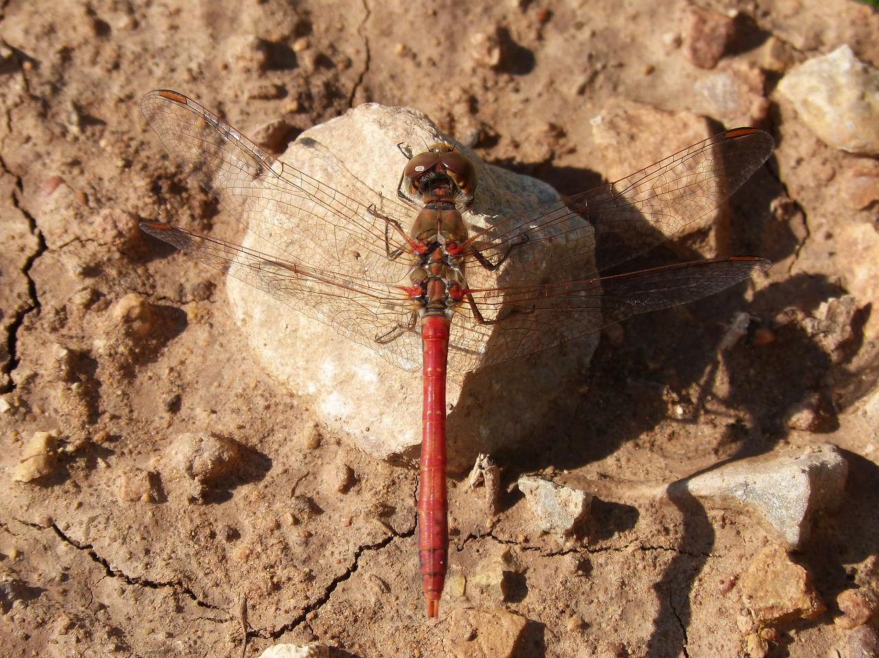 Lazda, Simpetrum Striolatum, Raudona Lazda, Išsamiai, Rokas, Grožis, Anksčiau, Montsant, Nemokamos Nuotraukos,  Nemokama Licenzija