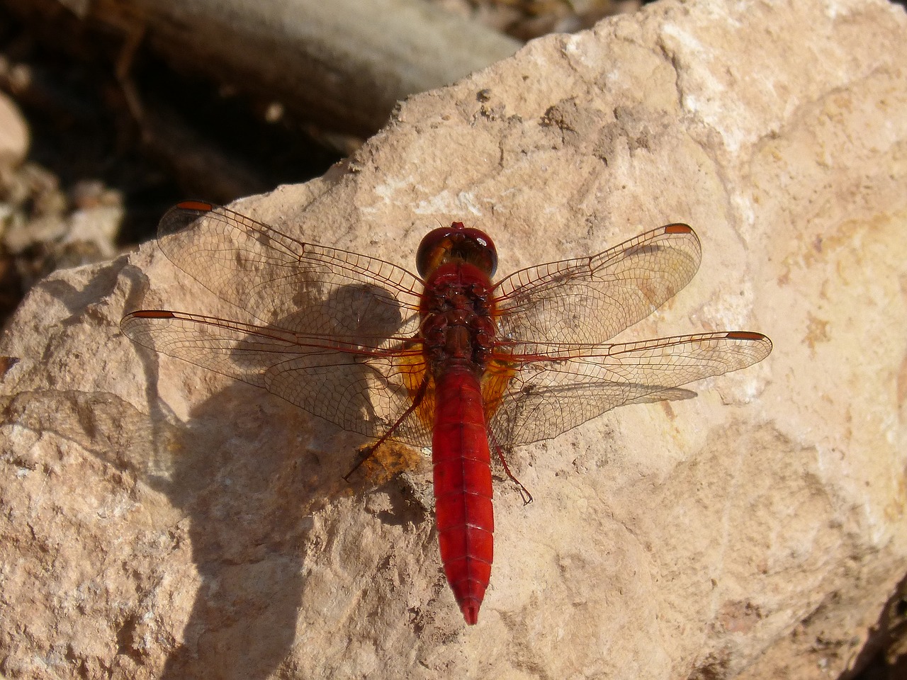 Lazda, Anulata Trithemis, Raudona Lazda, Gervuogė, Išsamiai, Rokas, Grožis, Anksčiau, Montsant, Nemokamos Nuotraukos