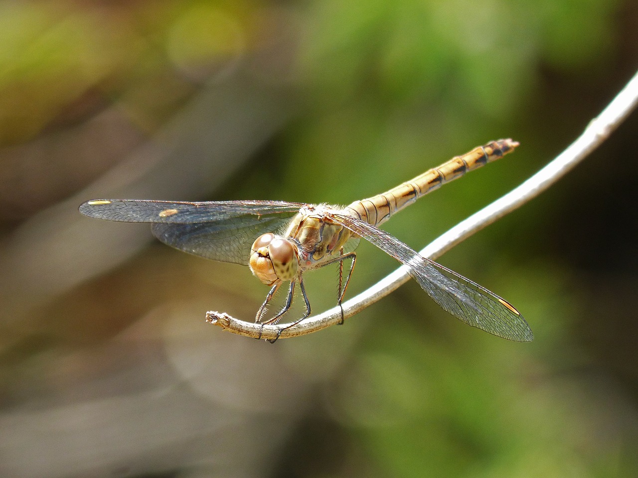 Lazda, Simpetrum Striolatum, Sparnuotas Vabzdys, Filialas, Pelkė, Tvenkinys, Nemokamos Nuotraukos,  Nemokama Licenzija