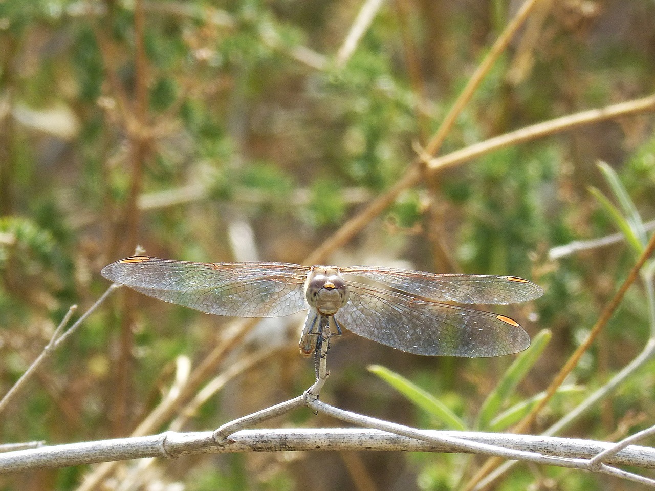 Lazda, Simpetrum Striolatum, Vaizdas Iš Priekio, Sparnuotas Vabzdys, Aš Odonado, Nemokamos Nuotraukos,  Nemokama Licenzija