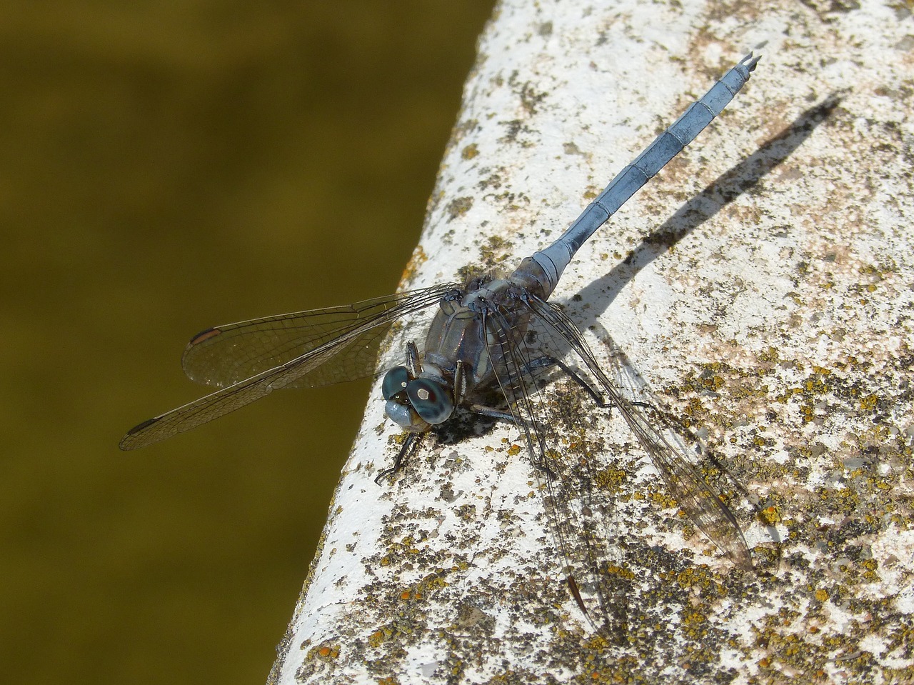 Lazda, Mėlyna Lazdele, Orthetrum Brunneum, Sparnuotas Vabzdys, Plaustas, Nemokamos Nuotraukos,  Nemokama Licenzija