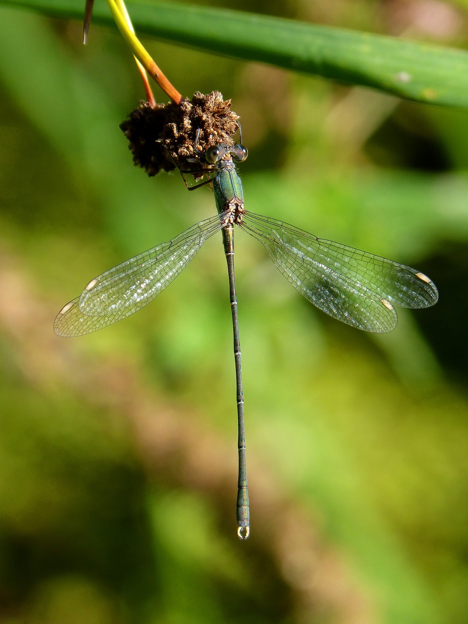 Lazda, Žalia Lazda, Junco, Tvenkinys, Calopteryx Xanthostoma, Sparnuotas Vabzdys, Nemokamos Nuotraukos,  Nemokama Licenzija