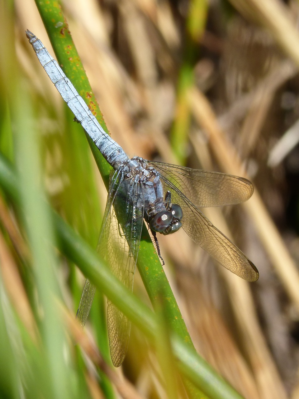 Lazda, Mėlyna Lazdele, Filialas, Orthetrum Cancellatum, Tvenkinys, Nemokamos Nuotraukos,  Nemokama Licenzija