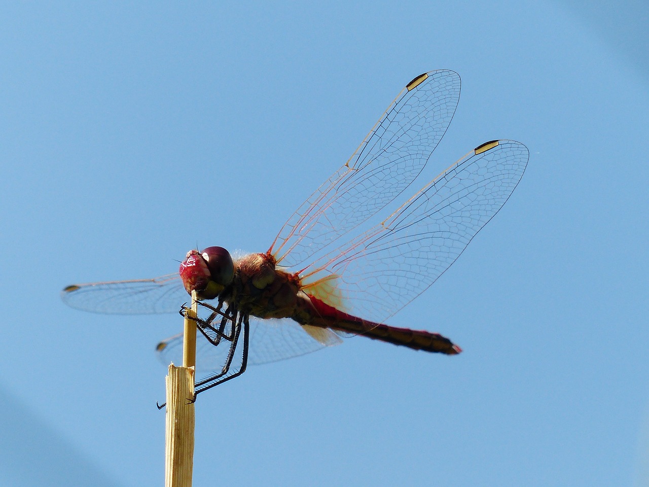 Lazda, Raudona, Gyvūnas, Vabzdys, Skrydžio Vabzdys, Tamsiai Raudona Heidelibelle, Simpetrum Sanguineum, Buriuotojo Laumžirgis, Libellulidae, Lazdelės