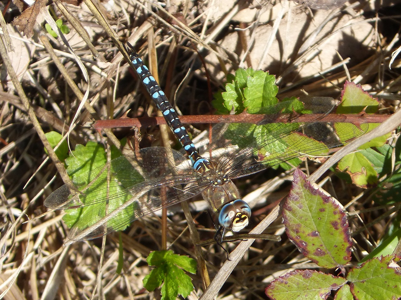 Lazda, Anax Imperatror, Grožis, Išsamiai, Sparnuotas Vabzdys, Mėlyna Lazdele, Nemokamos Nuotraukos,  Nemokama Licenzija