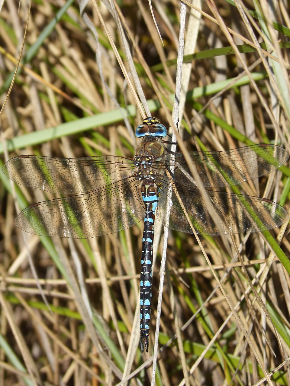 Lazda, Mėlyna Lazdele, Anax Imperatorius, Sparnuotas Vabzdys, Grožis, Išsamiai, Nemokamos Nuotraukos,  Nemokama Licenzija