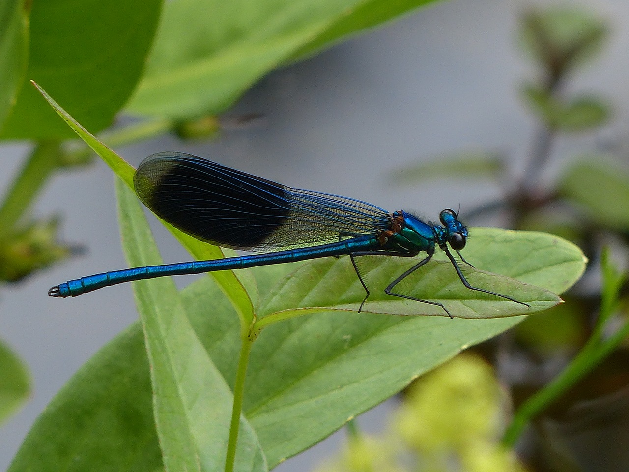 Lazda, Vabzdys, Gamta, Mėlynas, Juostos Demoiselle, Nemokamos Nuotraukos,  Nemokama Licenzija