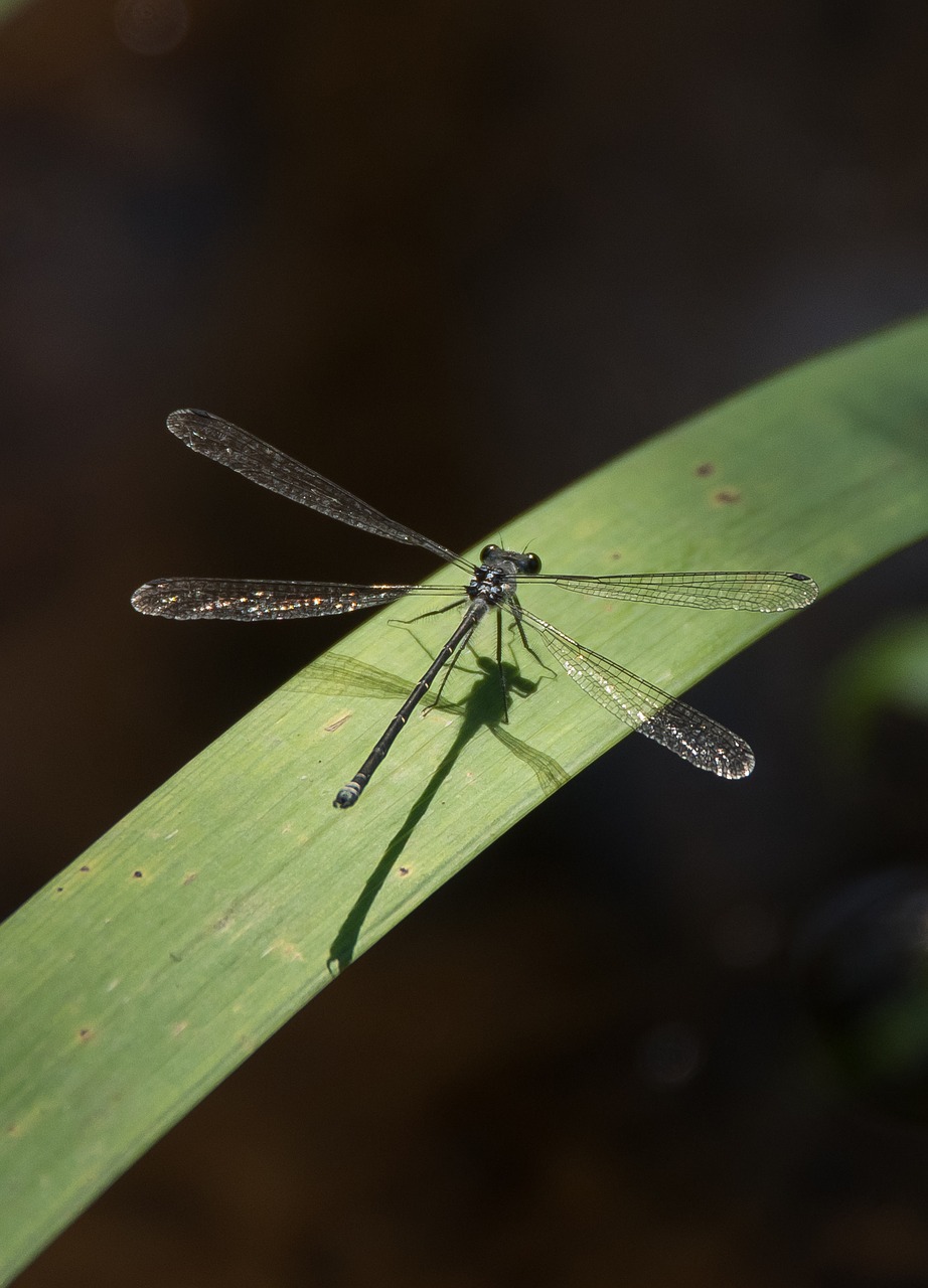 Lazda, Vabzdys, Juoda, Sparnai, Nėriniai, Poilsio, Lapai, Queensland, Australia, Nemokamos Nuotraukos