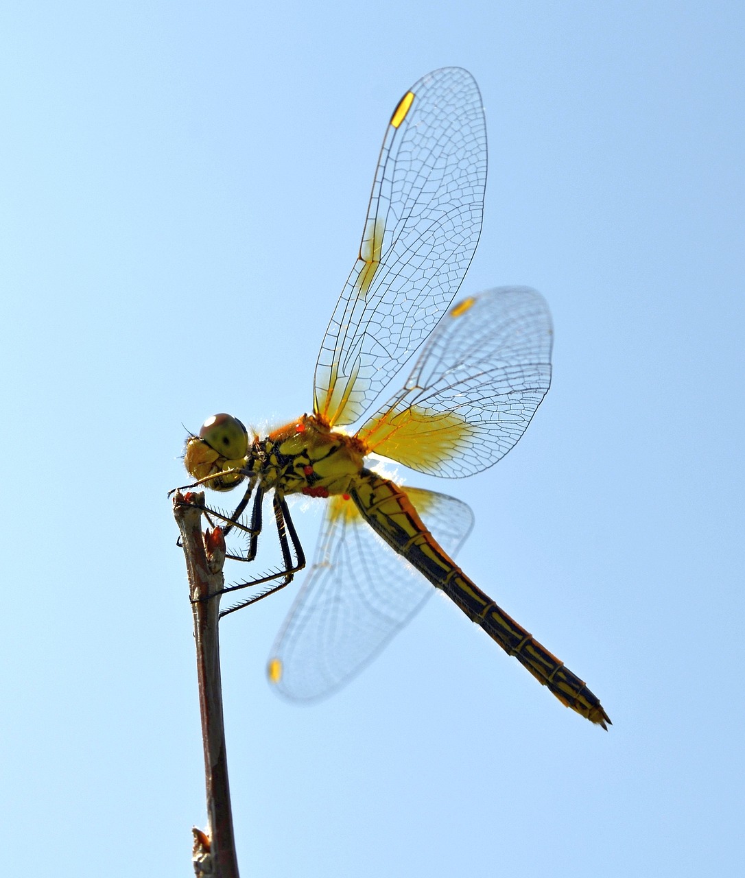 Lazda, Sparnai, Hymenoptera, Erkės, Kenkėjai, Vasara, Žolės Mentė, Iš Arti, Makro, Vabzdys