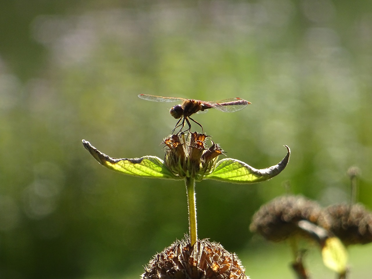 Lazda, Augalas, Gamta, Gyvūnas, Sparnas, Žalias, Vabzdys, Fauna, Flora, Padaras