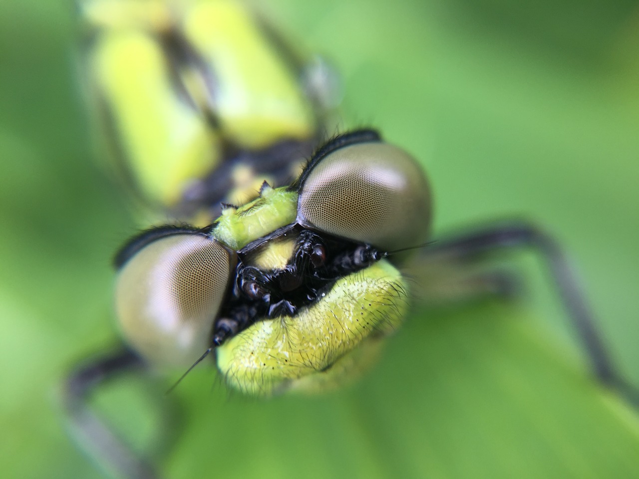 Lazda, Drakonas, Makro, Laukinė Gamta, Vabzdys, Klaida, Gamta, Vasara, Žalias, Damselfly