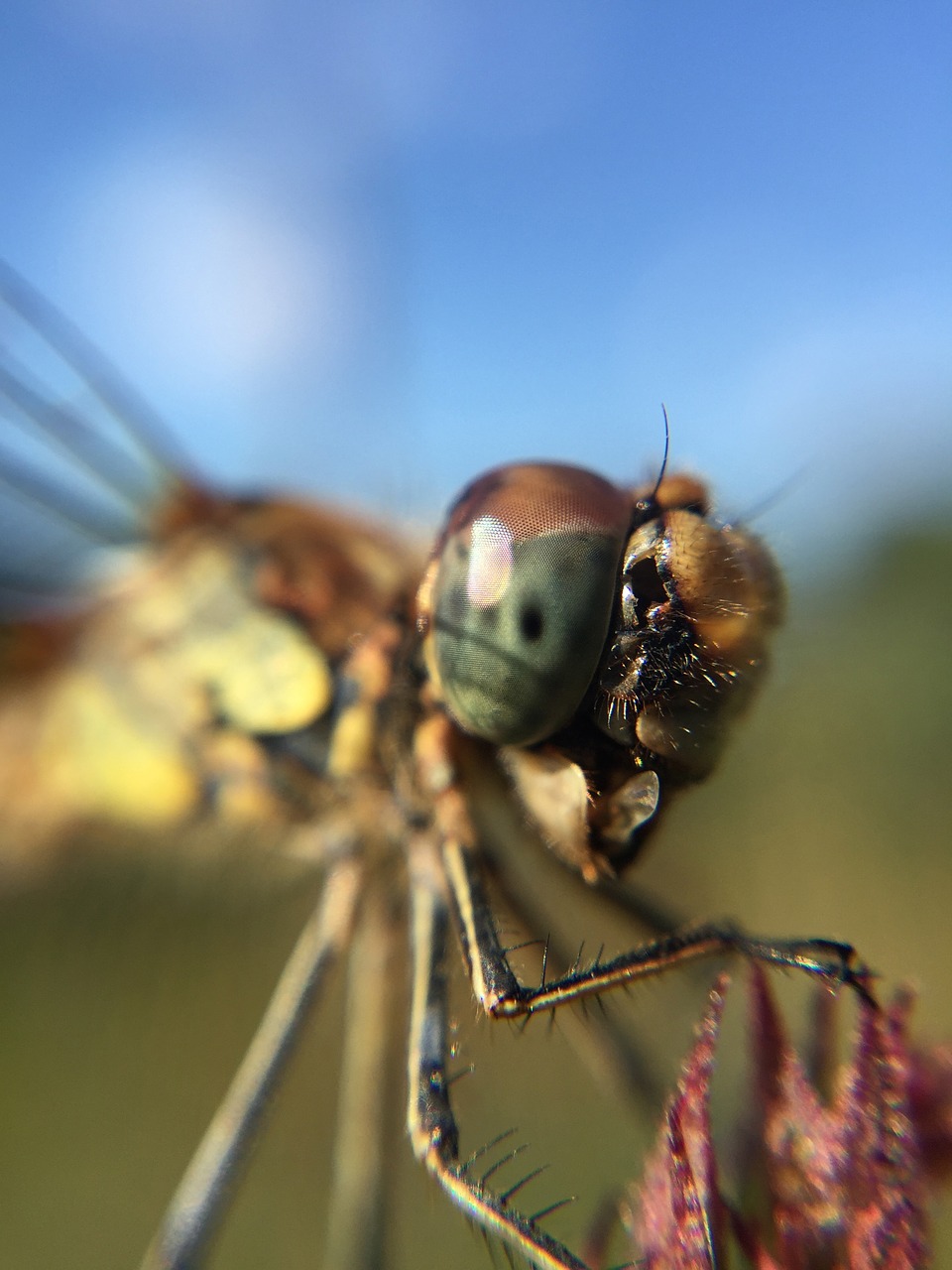 Lazda, Damselfly, Makro, Vabzdys, Laukinė Gamta, Gamta, Gyvūnas, Klaida, Drakonas, Galva