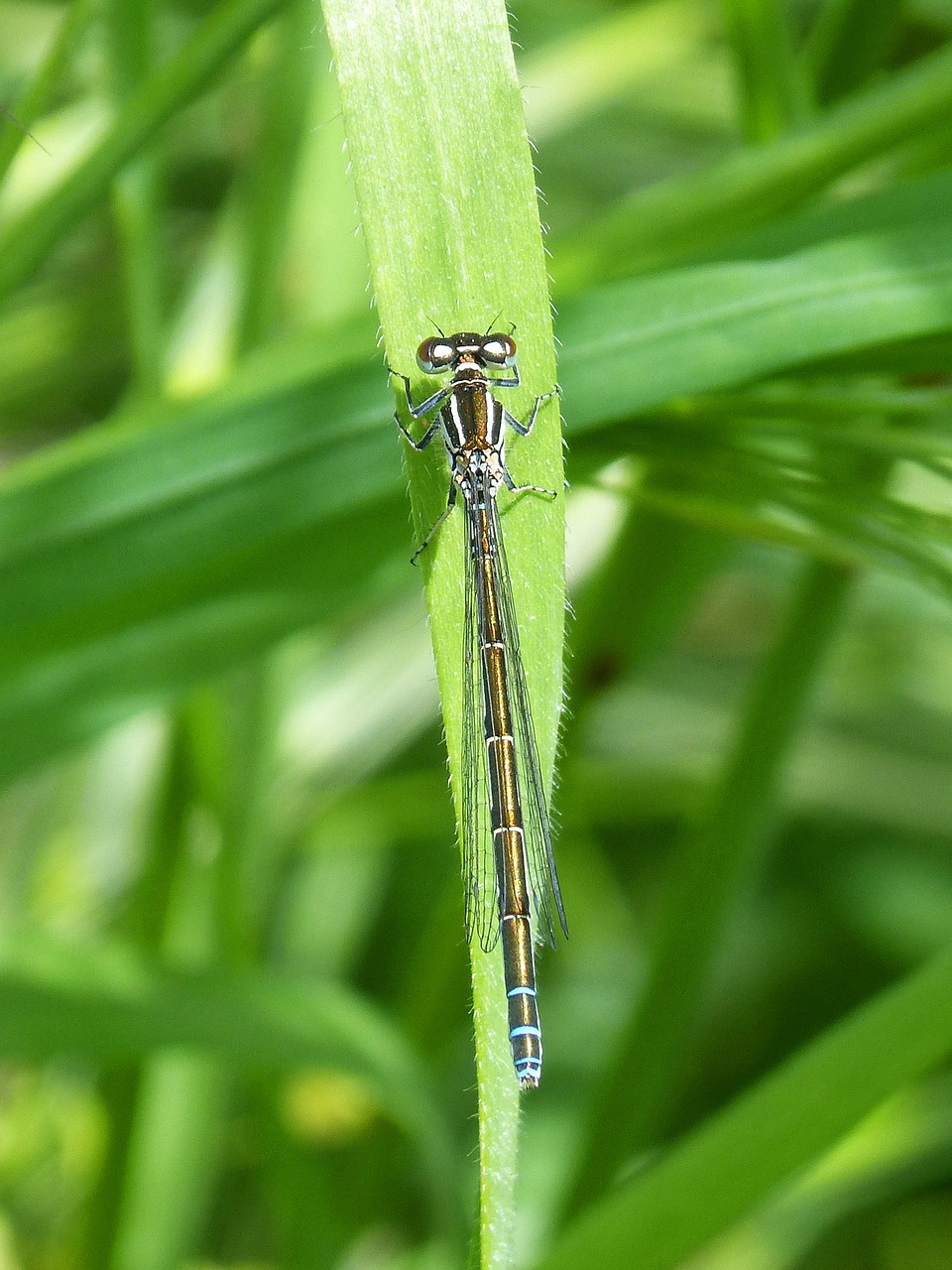 Lazda, Damselfly, Skraidantis Vabzdys, Lapai, Grožis, Nemokamos Nuotraukos,  Nemokama Licenzija