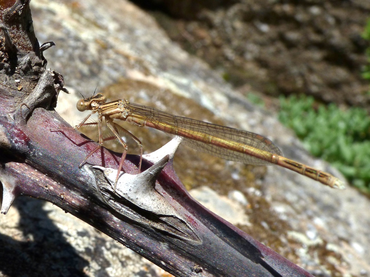 Lazda, Sparnuotas Vabzdys, Filialas, Platybnemis Acutipennis, Nemokamos Nuotraukos,  Nemokama Licenzija