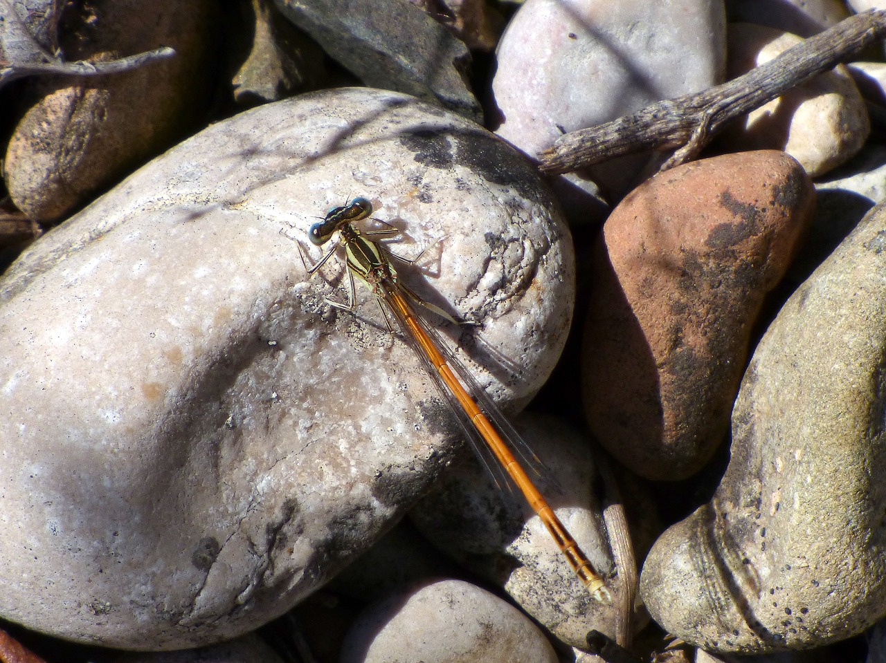 Lazda, Sparnuotas Vabzdys, Filialas, Platybnemis Acutipennis, Oranžinė Laumžirgis, Nemokamos Nuotraukos,  Nemokama Licenzija