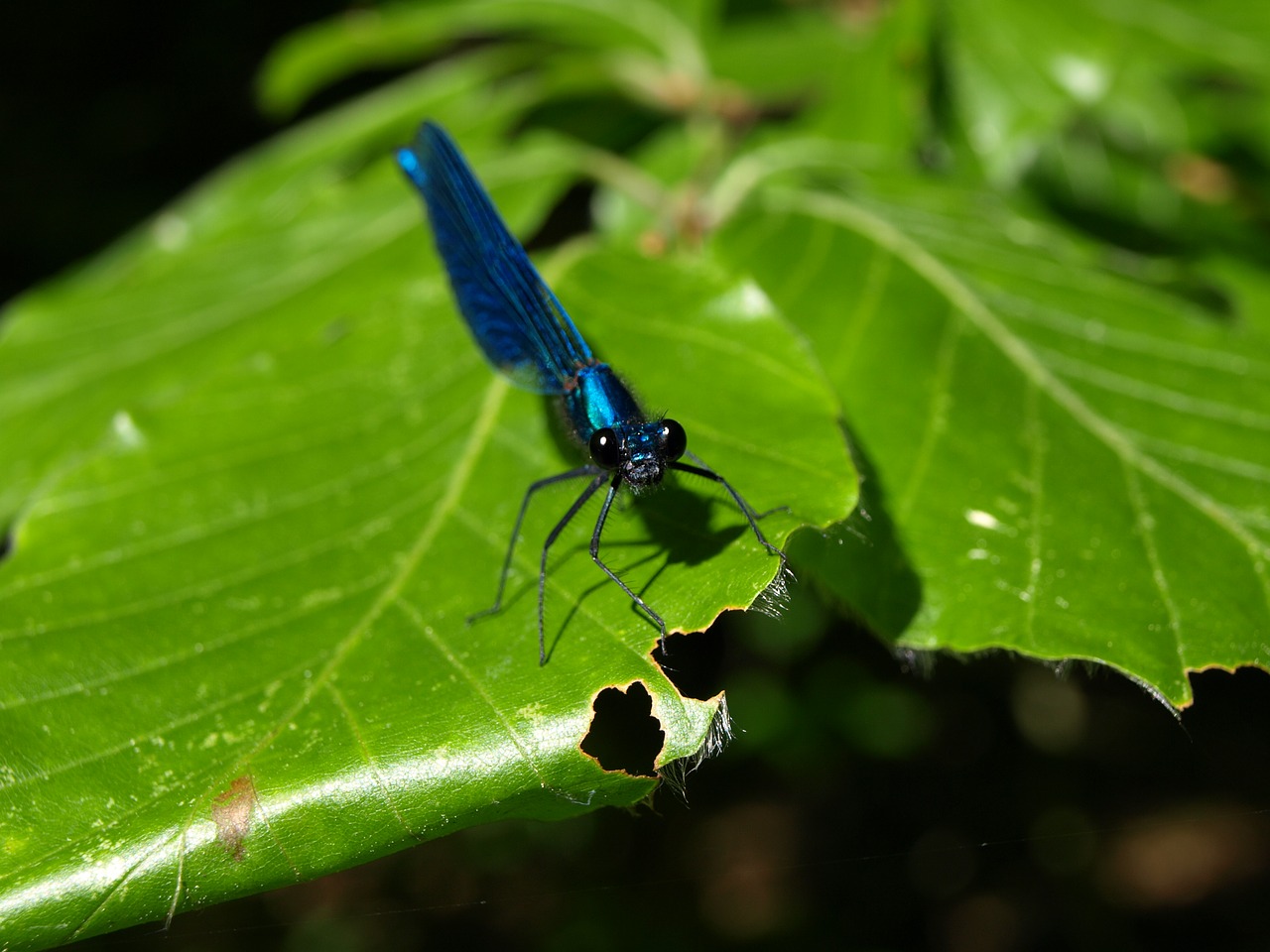 Lazda, Mėlyna Sparnuota Demoiselle, Maža Lazda, Mėlynas, Demoiselle, Gyvūnas, Skrydžio Vabzdys, Vabzdys, Calopterygidae, Gamta