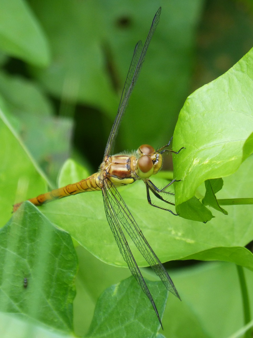 Lazda, Geltona Lazdele, Cordulegaster Boltonii, Lapai, Nemokamos Nuotraukos,  Nemokama Licenzija