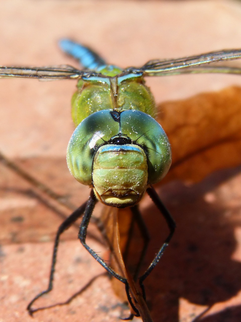 Lazda, Mėlyna Lazdele, Aeshna Affinis, Akių Junginiai, Išsamiai, Nemokamos Nuotraukos,  Nemokama Licenzija