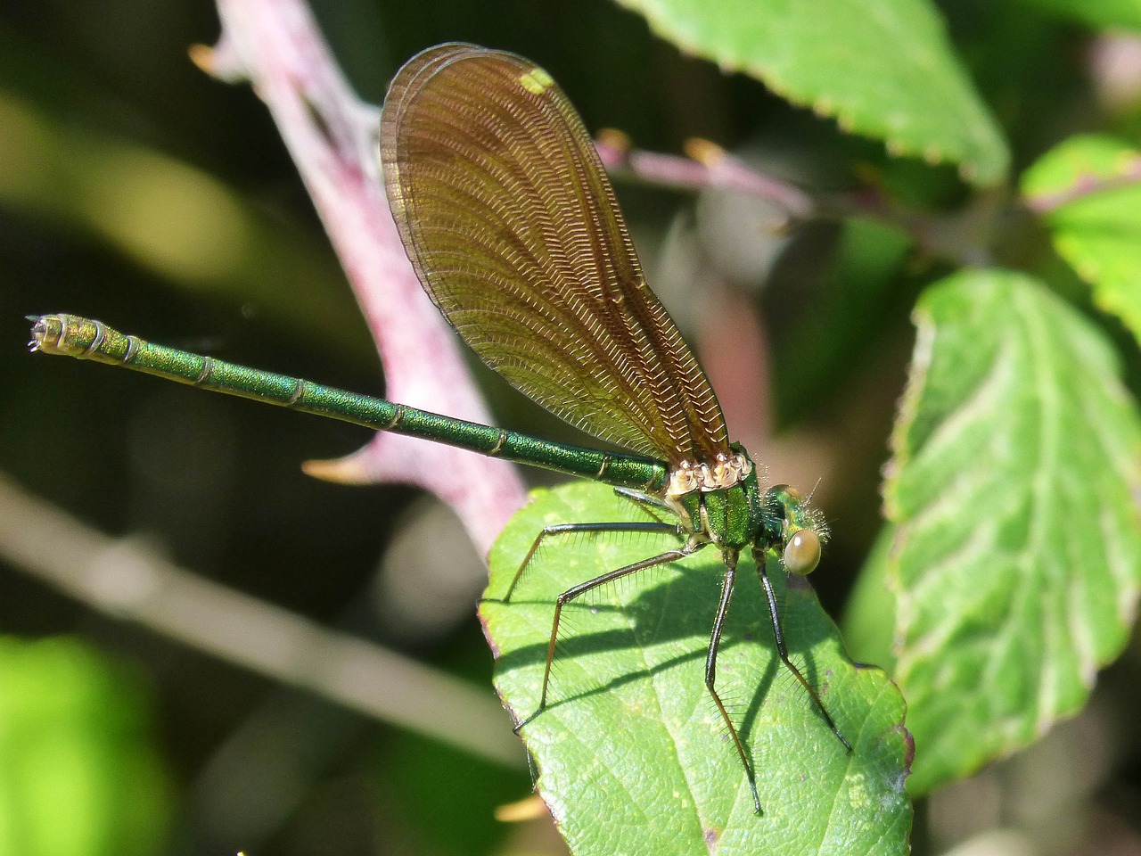 Lazda, Calopteryx Virga, Vaivorykštinis, Skraidantis Vabzdys, Caballito Del Diablo Mėlynas, Davimas · Blava, Nemokamos Nuotraukos,  Nemokama Licenzija