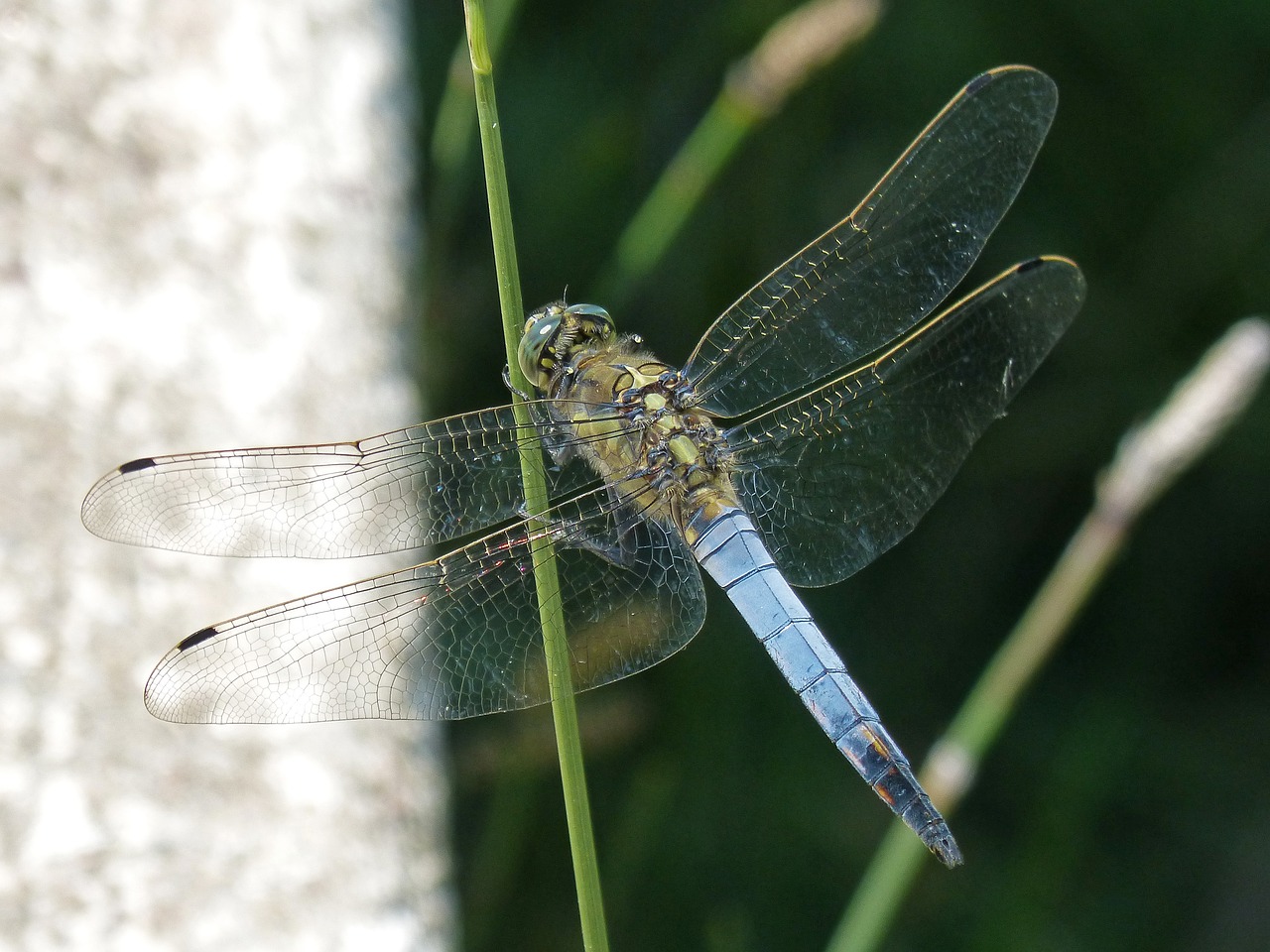 Lazda, Lapai, Pelkė, Mėlyna Lazdele, Orthetrum Cancellatum, Nemokamos Nuotraukos,  Nemokama Licenzija