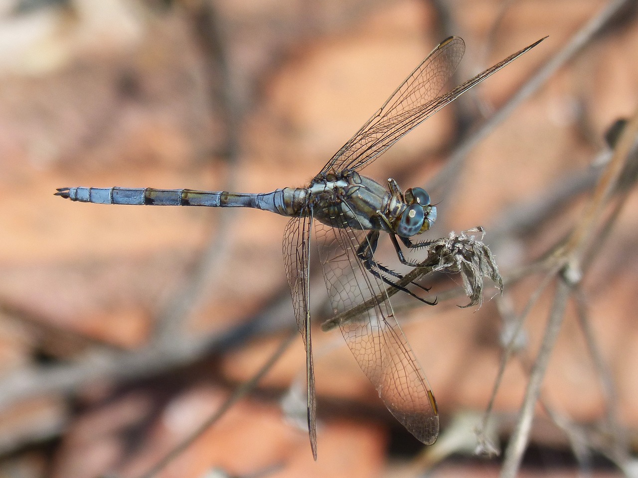 Lazda, Mėlyna Lazdele, Skraidantis Vabzdys, Filialas, Ortherum Coerulescens, Nemokamos Nuotraukos,  Nemokama Licenzija