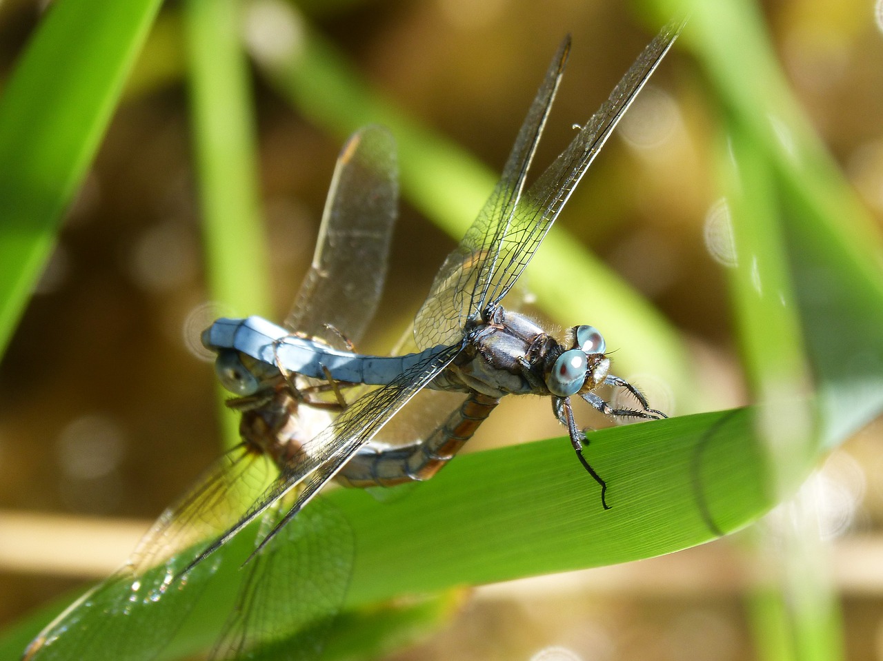 Lazda, Mėlyna Lazdele, Pora, Reprodukcija, Poravimosi Vabzdžių, Poravimas, Skraidantis Vabzdys, Filialas, Ortherum Coerulescens, Nemokamos Nuotraukos