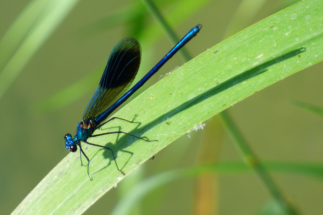 Lazda, Demoiselle, Žalias, Gamta, Vabzdys, Saulė, Vasara, Žolelės, Laukas, Nemokamos Nuotraukos