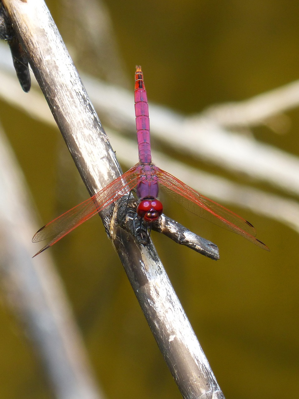 Lazda, Cañas, Plaustas, Anulata Trithemis, Vyno Vynas, Nemokamos Nuotraukos,  Nemokama Licenzija