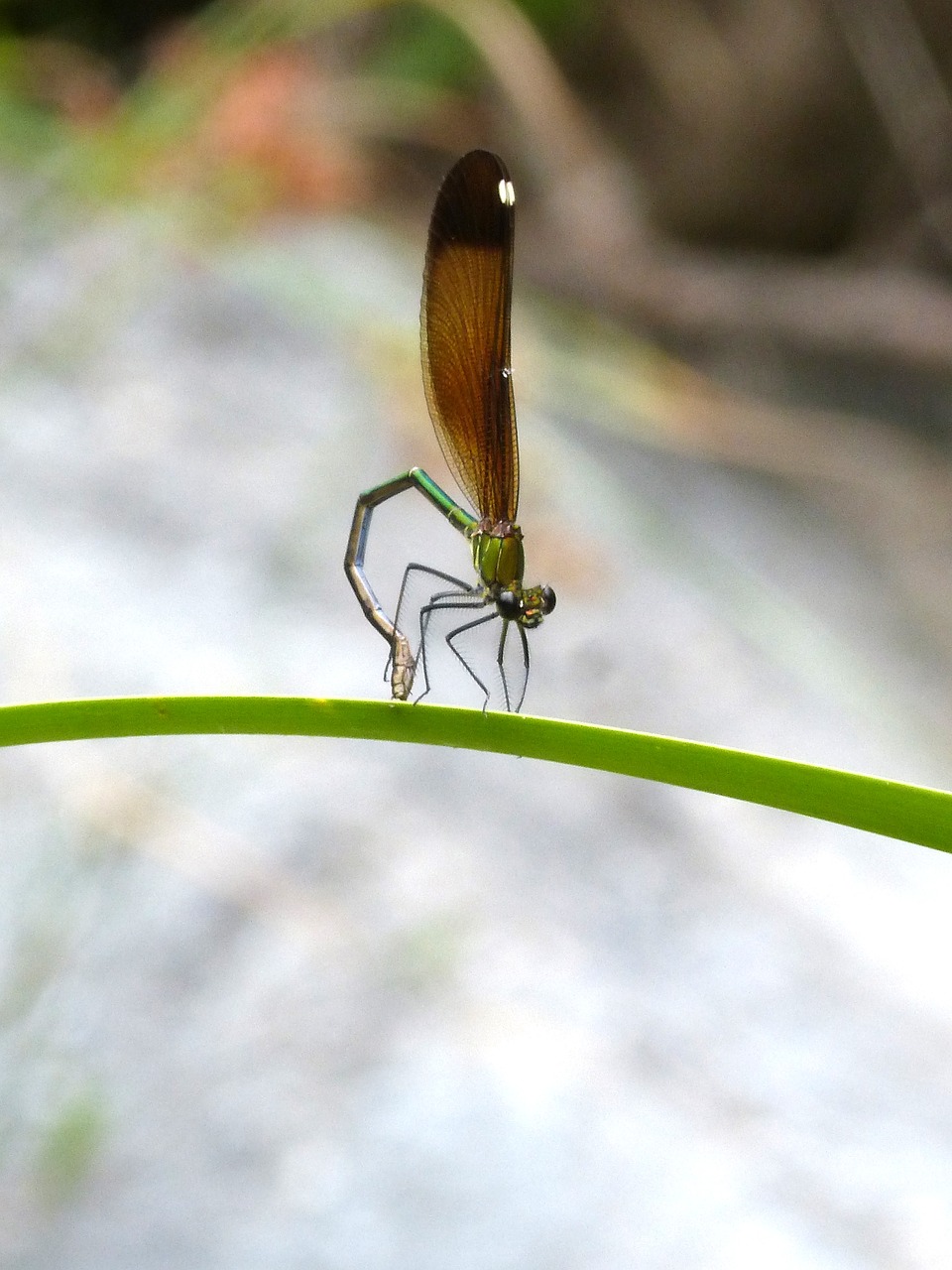 Lazda, Damselfly, Calopteryx Virga, Dastamine ·, Davimas · Blava, Mirgėjimas, Vaivorykštinis, Skraidantis Vabzdys, Lapai, Pelkė