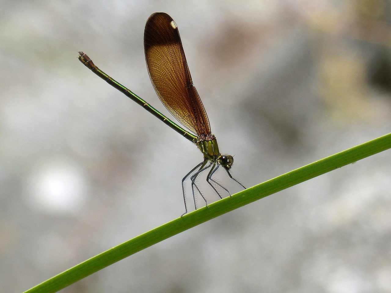 Lazda, Damselfly, Calopteryx Virga, Dastamine ·, Davimas · Blava, Mirgėjimas, Vaivorykštinis, Skraidantis Vabzdys, Lapai, Pelkė