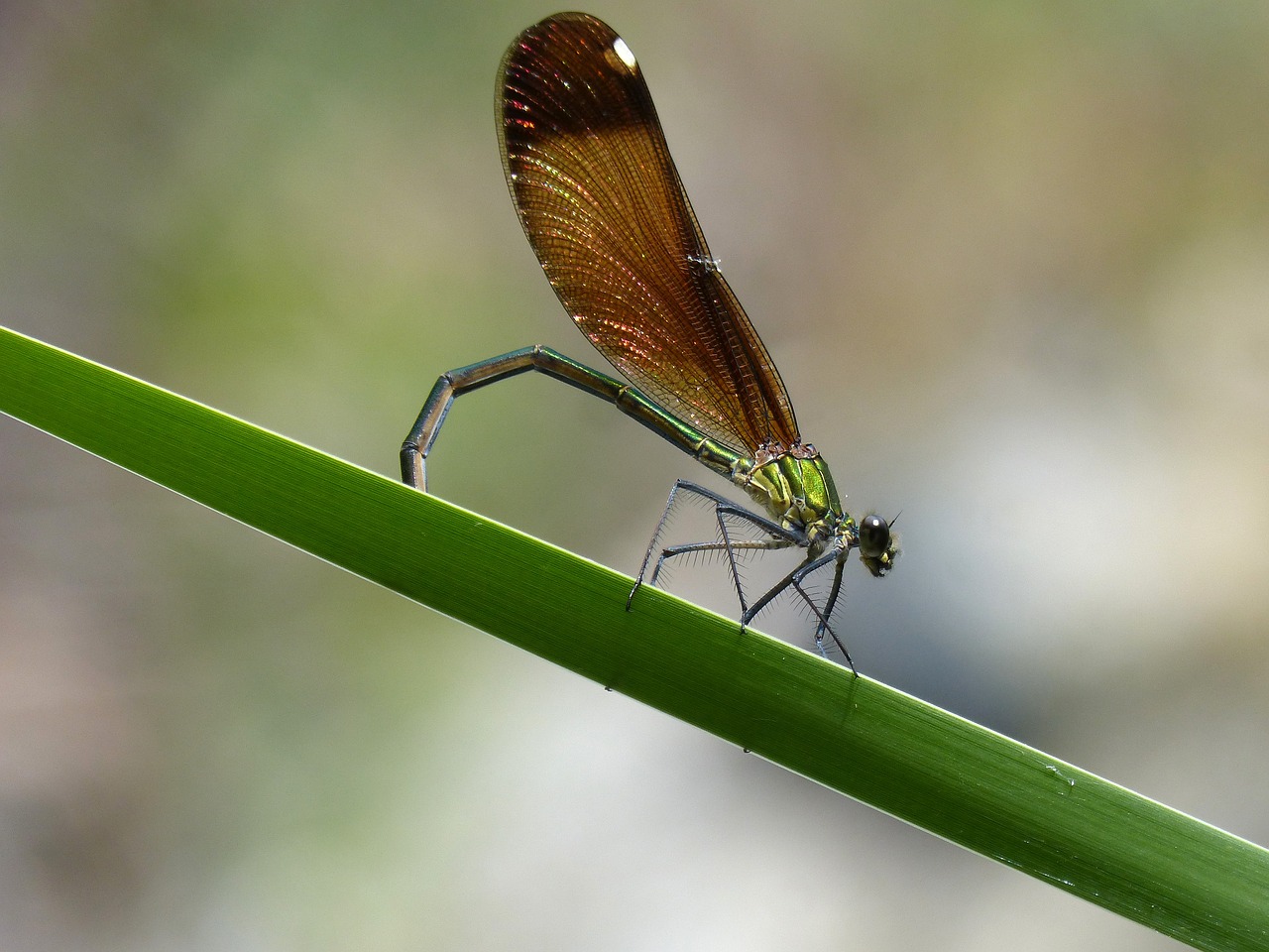 Lazda, Damselfly, Calopteryx Virga, Dastamine ·, Davimas · Blava, Mirgėjimas, Vaivorykštinis, Skraidantis Vabzdys, Lapai, Pelkė