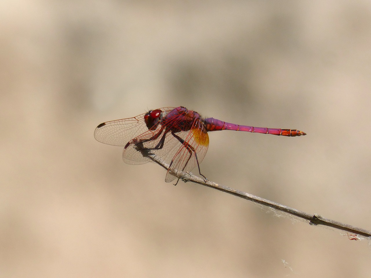 Lazda, Filialas, Anulata Trithemis, Vyno Vynas, Raudona Lazda, Nemokamos Nuotraukos,  Nemokama Licenzija