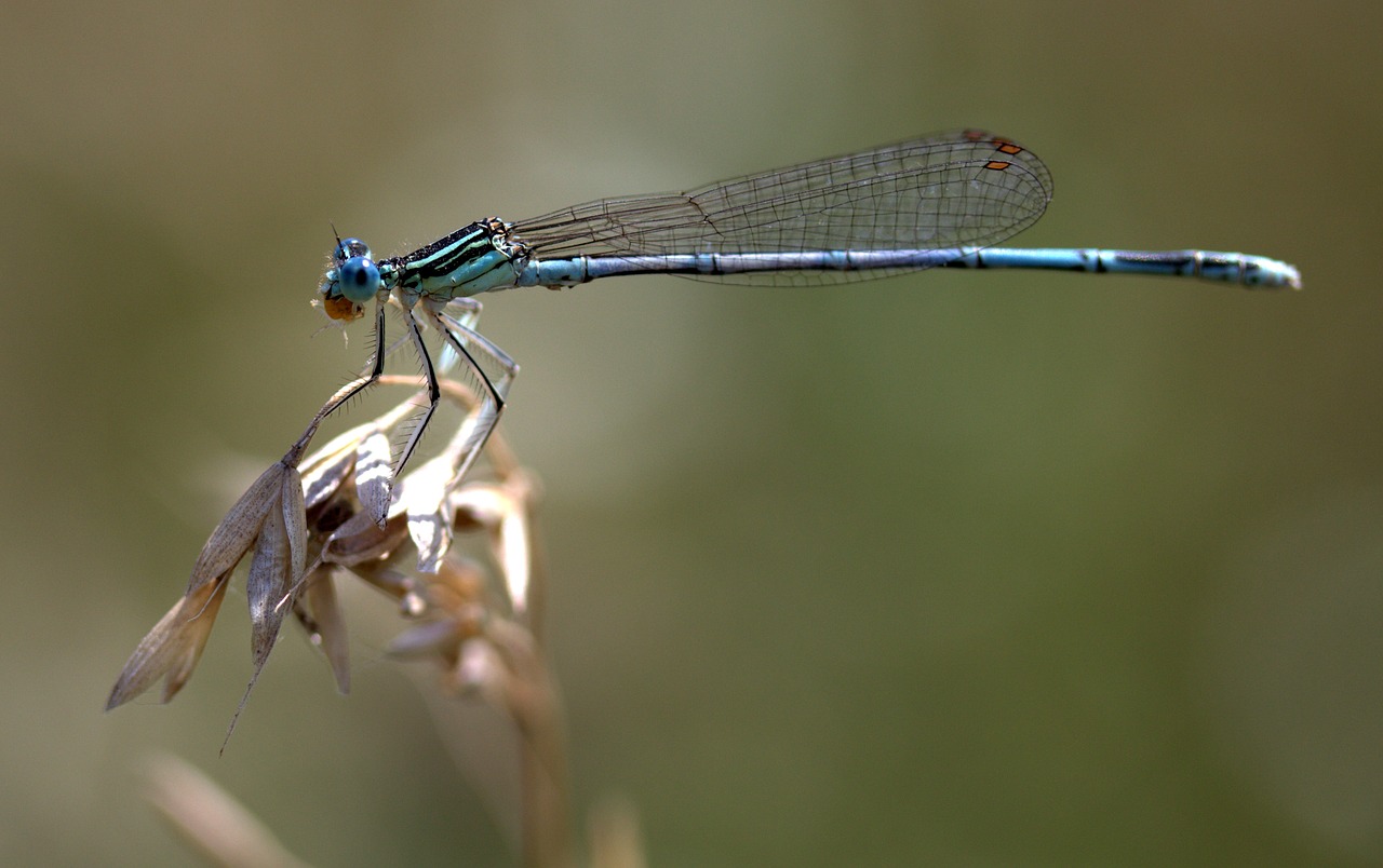 Lazda, Insekta, Sparnai, Augalas, Gamta, Nemokamos Nuotraukos,  Nemokama Licenzija