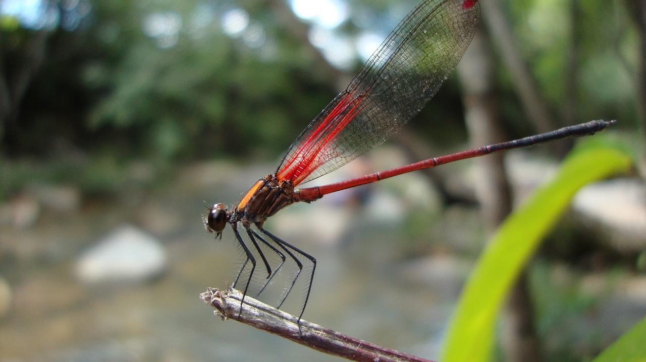 Lazda, Anisoptera, Epiprocta, Nemokamos Nuotraukos,  Nemokama Licenzija