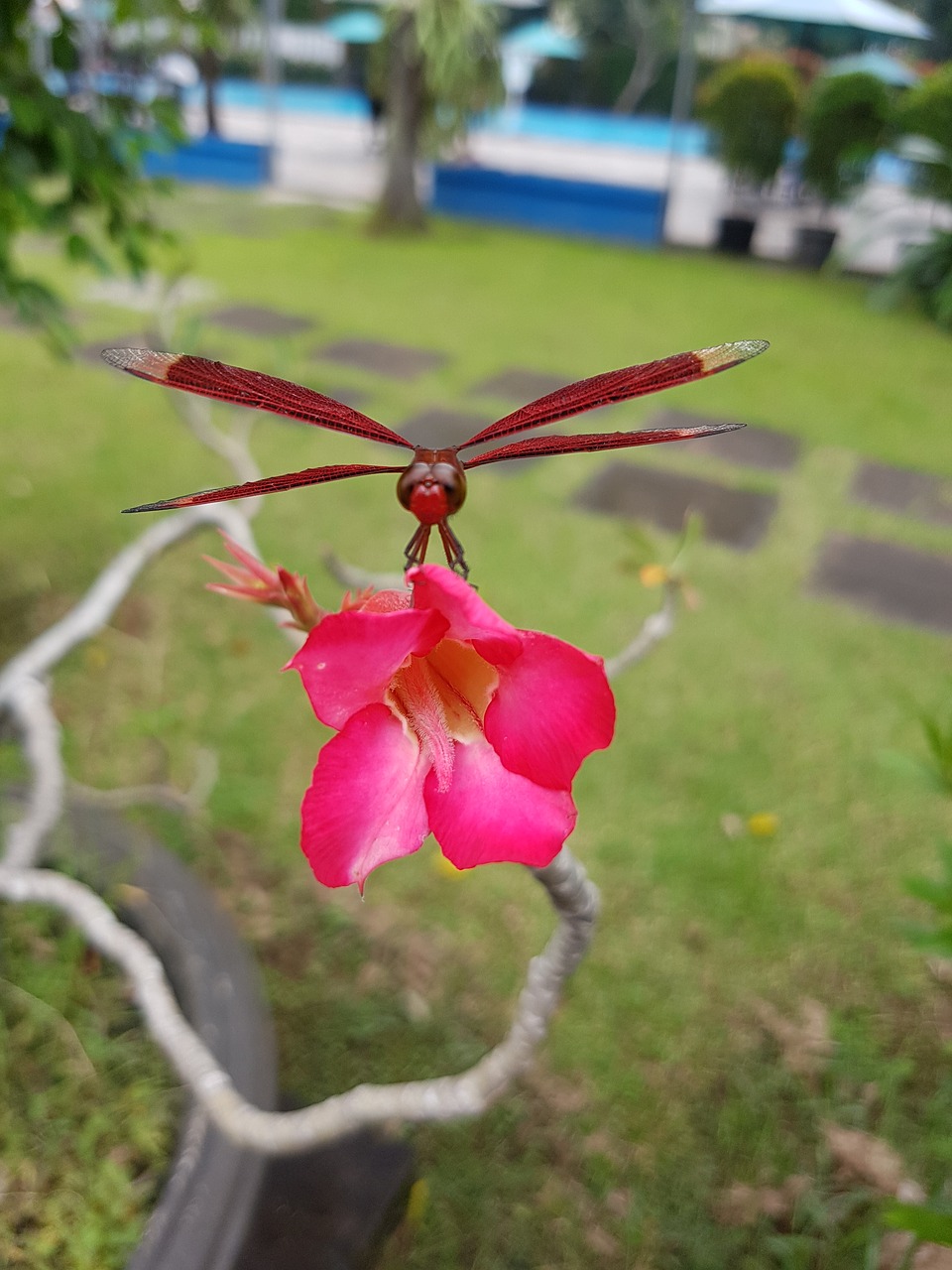 Lazda, Raudona, Gėlė, Sodas, Vasara, Flora, Fauna, Nemokamos Nuotraukos,  Nemokama Licenzija