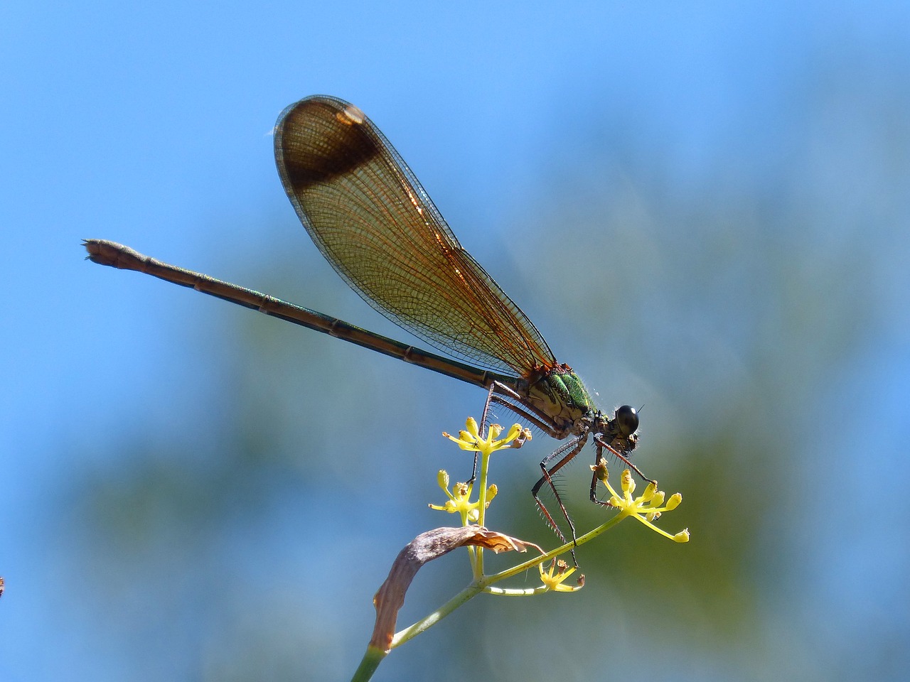 Lazda, Damselfly, Pankolis, Dangus, Calopteryx Haemorrhoidalis, Nemokamos Nuotraukos,  Nemokama Licenzija