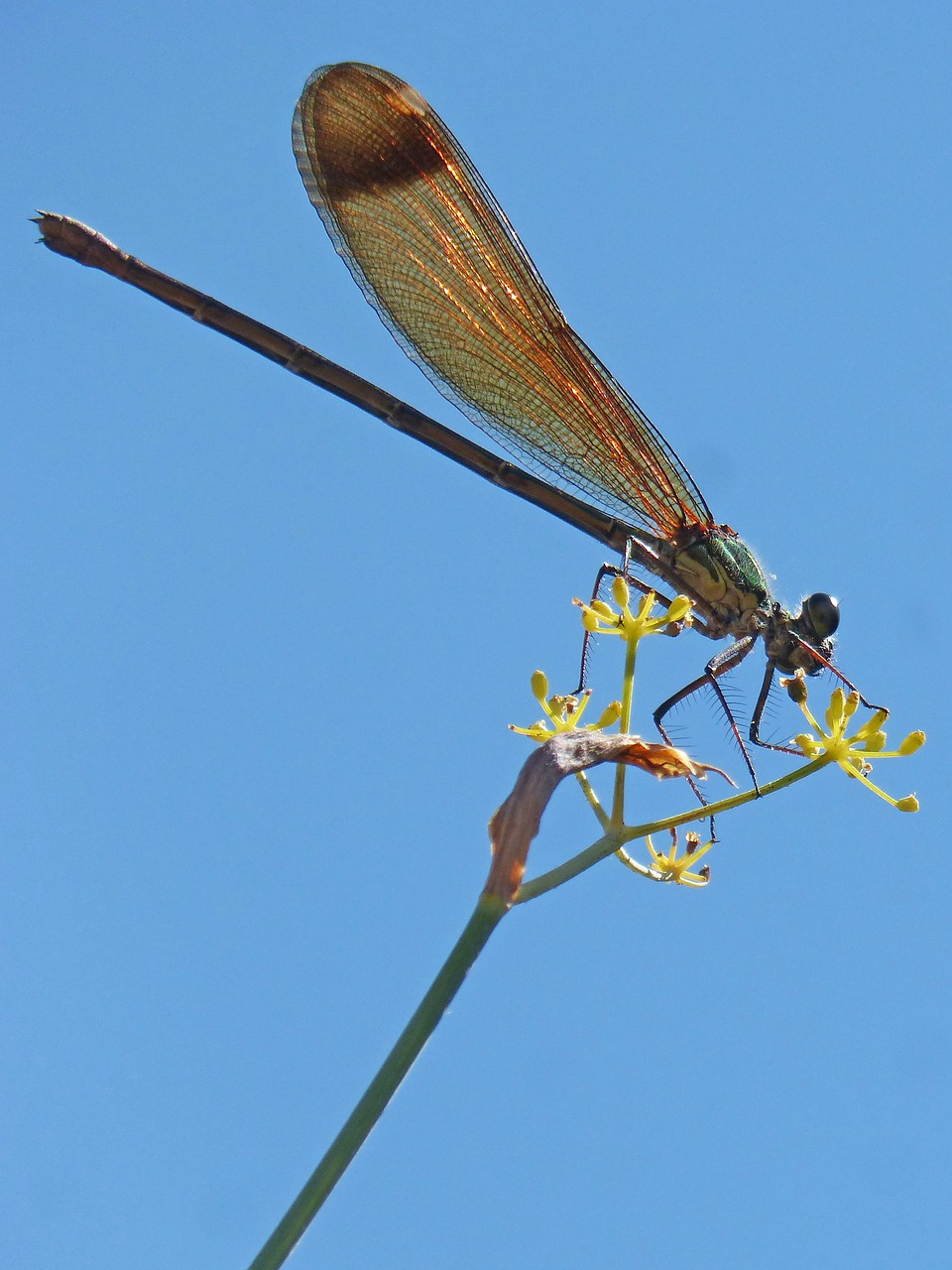 Lazda, Damselfly, Pankolis, Dangus, Calopteryx Haemorrhoidalis, Nemokamos Nuotraukos,  Nemokama Licenzija